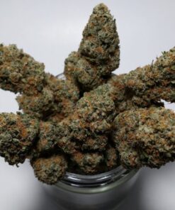 Acapula Gold