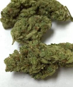 Orange Glue